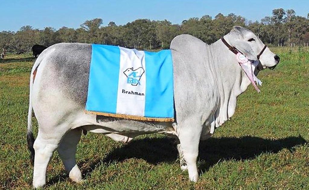 Hembra_Brahman_1034_J-20140905-133138_-1-1024x630