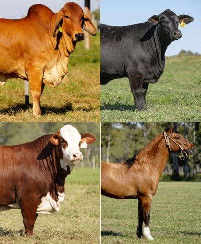 Razas_mix_movil_chico