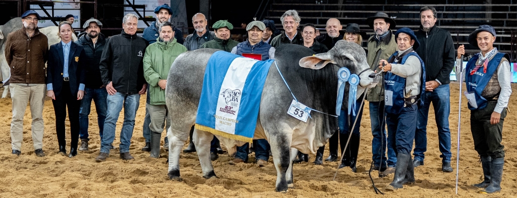 Brahman - Gran Campeon Macho - Cabaña Nueva Valencia_web2